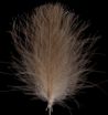 Brown Swiss CDC feather